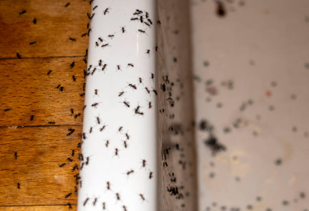 Bird Control in Green Oaks, IL