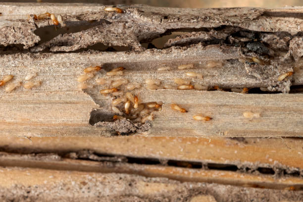 Flea Control Services in Green Oaks, IL